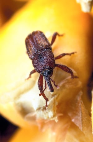 kernel bug (maize weevil on a corn kernel)